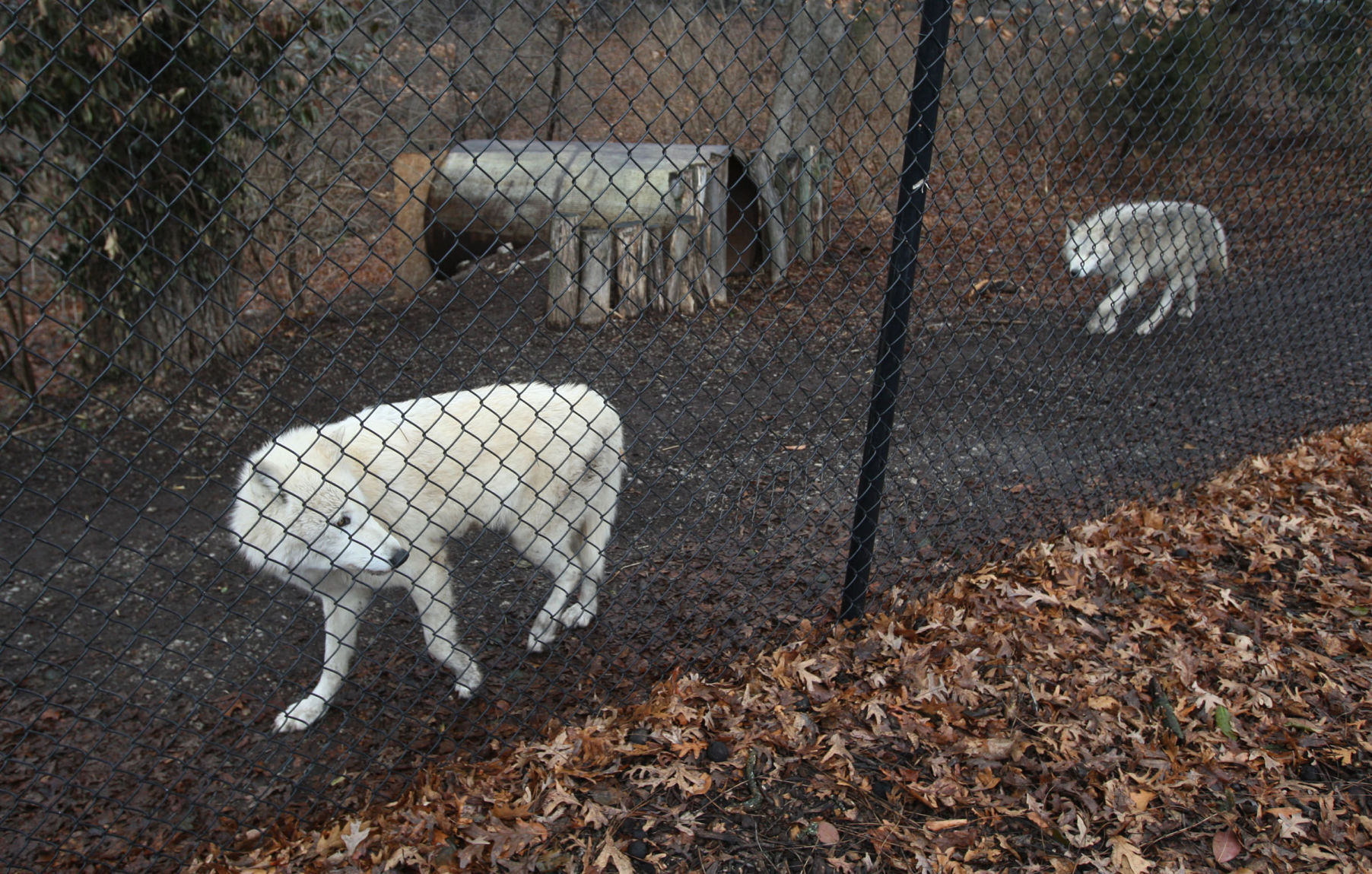 Prowling wolves